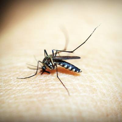 What is dengue fever and how can it be avoided?