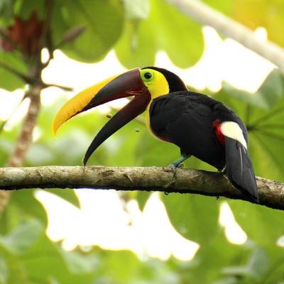 Kann ich in Costa Rica eine Safari machen?