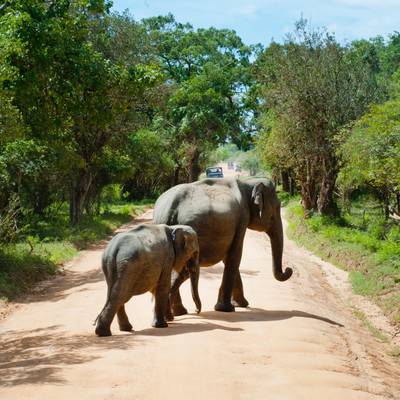 How do I go on a safari in Sri Lanka?