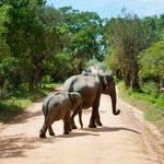 How do I go on a safari in Sri Lanka?
